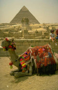 Landmark Giza Pyramid Camel A4 Photo Print