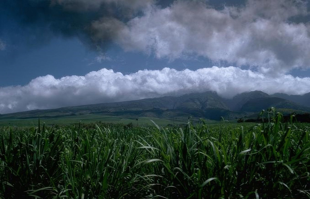 Landmark Sugarcane Storm Mountains A4 Photo Print
