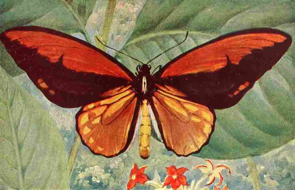 Lands 1917 Croesus Bird winged Butterfly male A4 Photo Print