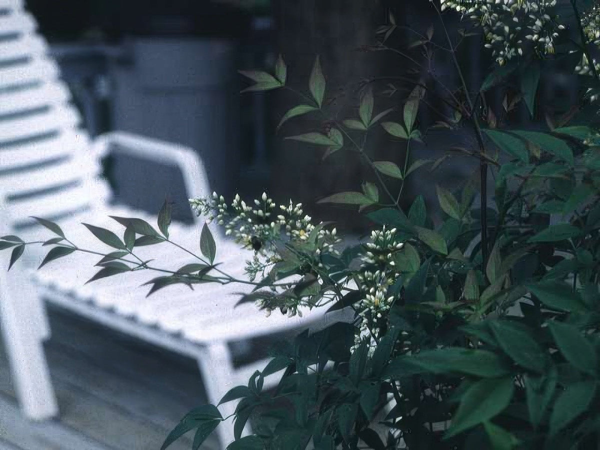 Landscape Adirondack Chair Euonymus A4 Photo Print