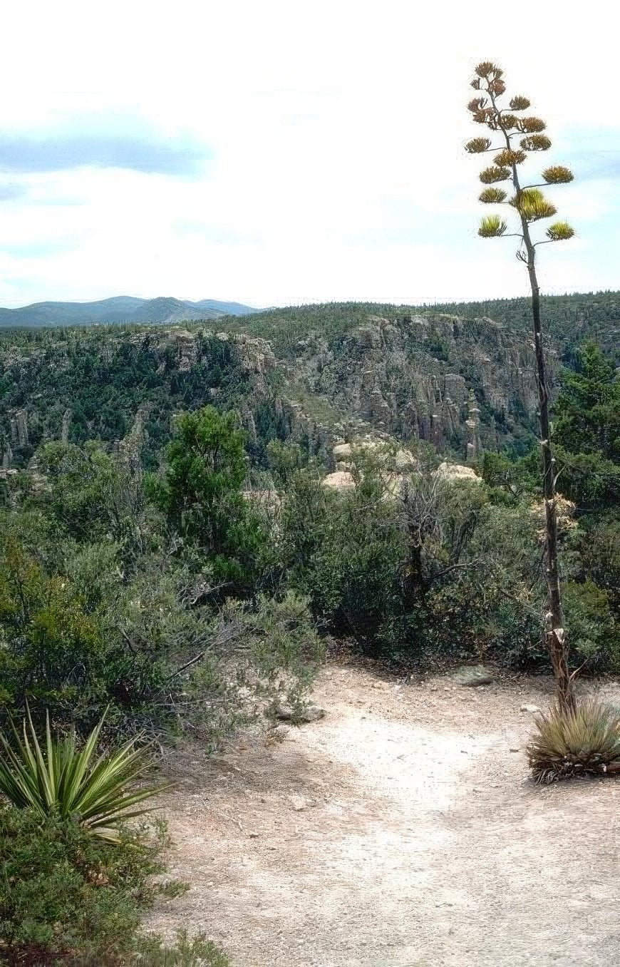 Landscape Agave Mesa Blooms A4 Photo Print