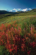 Landscape Alaska Wildflowers Autumn A4 Photo Print