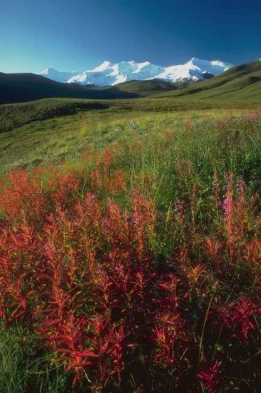 Landscape Alaska Wildflowers Autumn A4 Photo Print