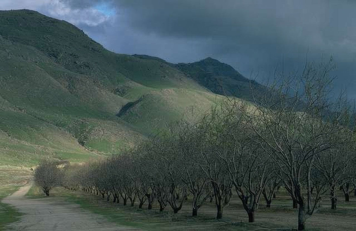 Landscape Almond Orchard Landscape A4 Photo Print
