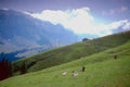 Landscape Alpine Meadow Switzerland A4 Photo Print