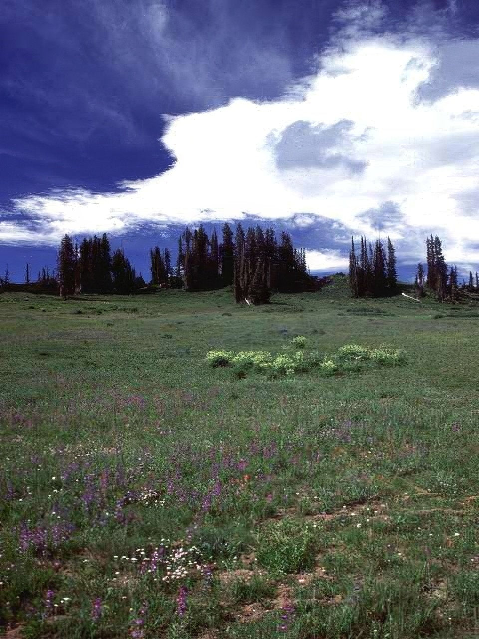Landscape Alpine Meadow Wildflowers A4 Photo Print