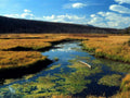 Landscape Alpine Wetland Yellowstone A4 Photo Print