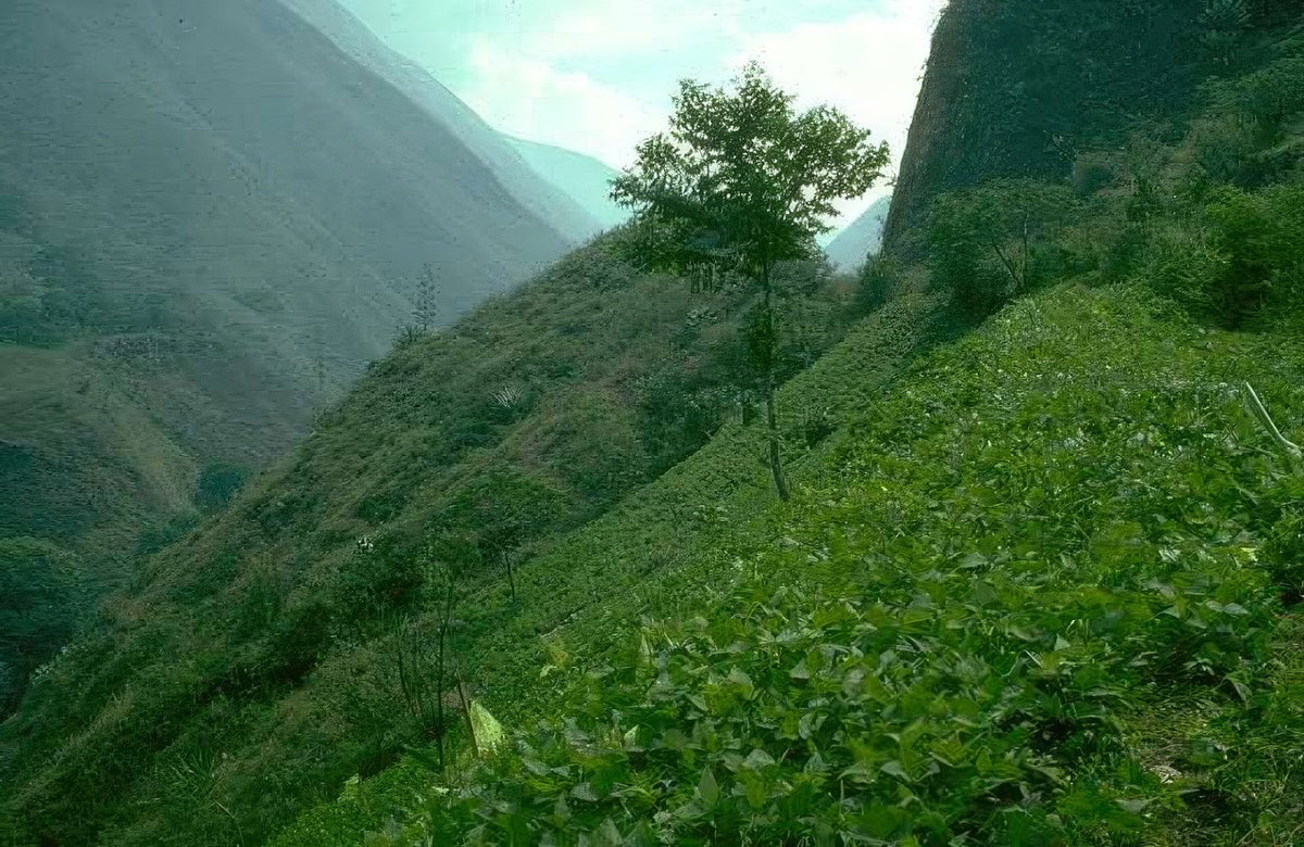 Landscape Andes Valley Landscape A4 Photo Print