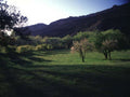 Landscape Apple Orchard Sunset A4 Photo Print
