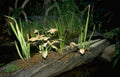 Landscape Aquarium Plant Display A4 Photo Print