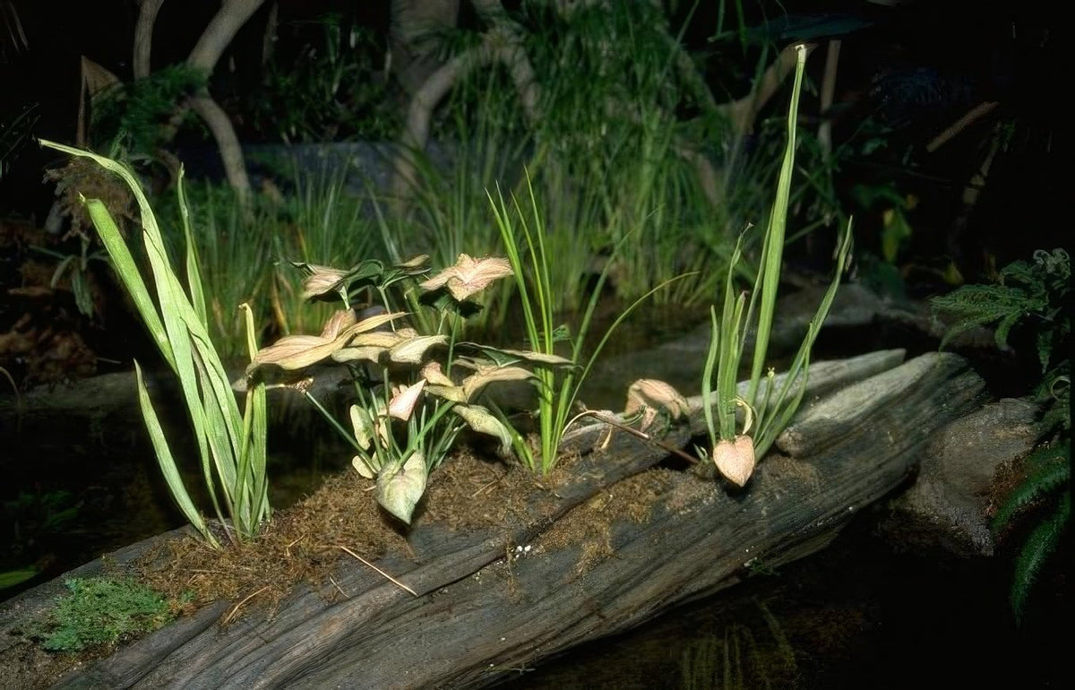 Landscape Aquarium Plant Display A4 Photo Print