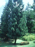 Landscape Araucaria Foliage Grass A4 Photo Print