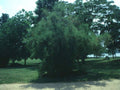 Landscape Arborvitae Tree Potomac A4 Photo Print