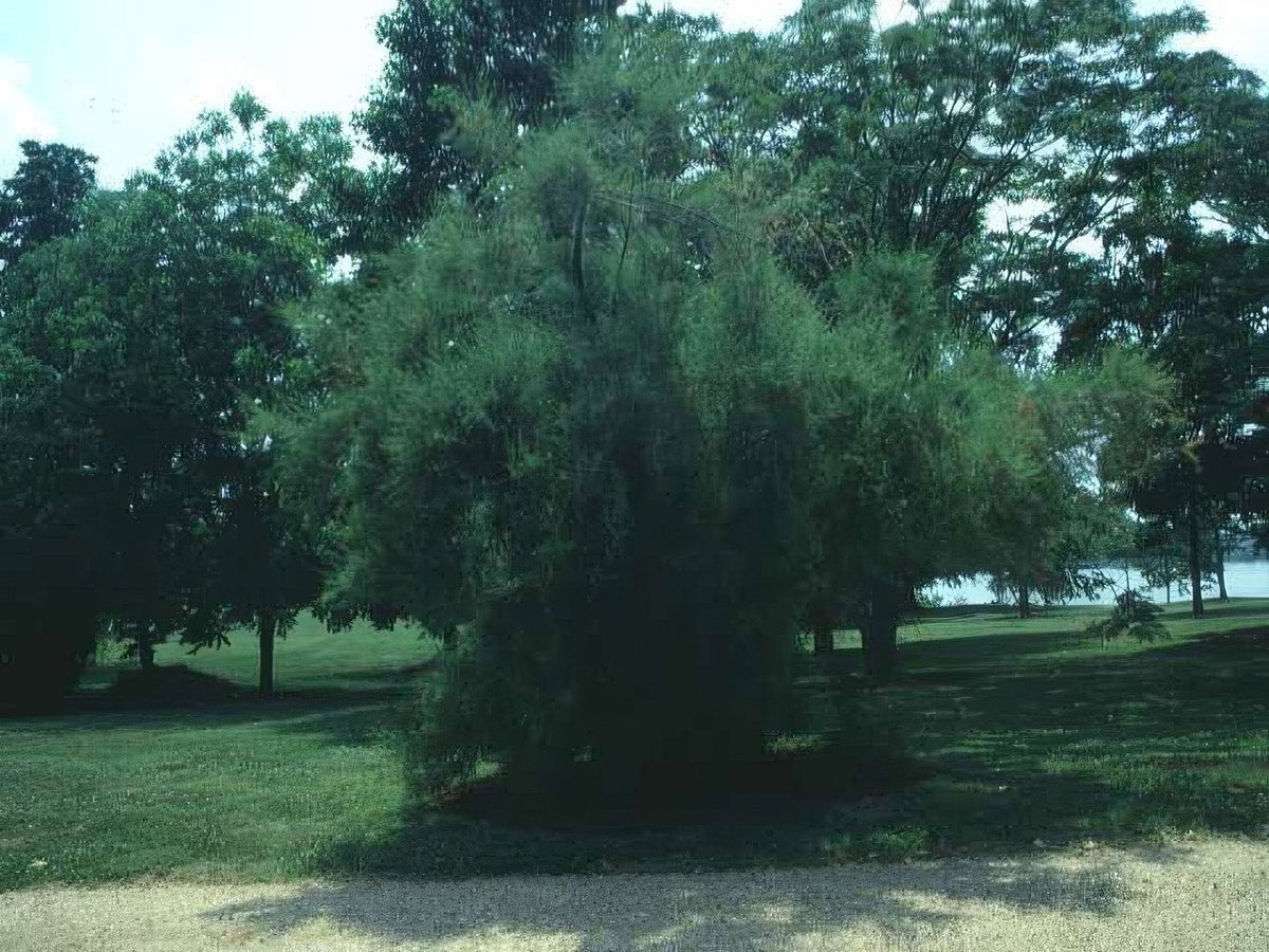 Landscape Arborvitae Tree Potomac A4 Photo Print