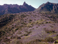 Landscape Arizona Lupine Hillside A4 Photo Print