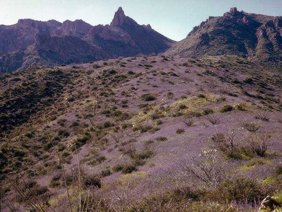 Landscape Arizona Lupine Hillside A4 Photo Print