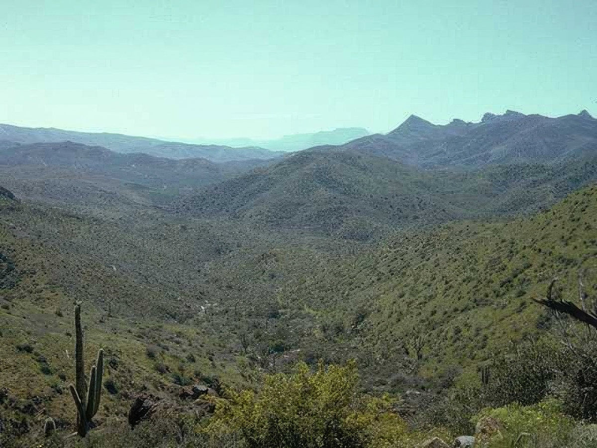 Landscape Arizona Saguaro Hills A4 Photo Print