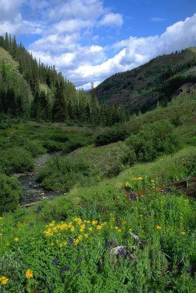 Landscape Aspen Creek Valley 1 A4 Photo Print