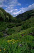 Landscape Aspen Creek Valley 2 A4 Photo Print
