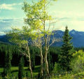 Landscape Aspen Forest Mountains 2 A4 Photo Print