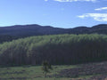 Landscape Aspen Forest Mountains A4 Photo Print