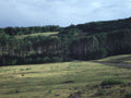 Landscape Aspen Grove Colorado A4 Photo Print