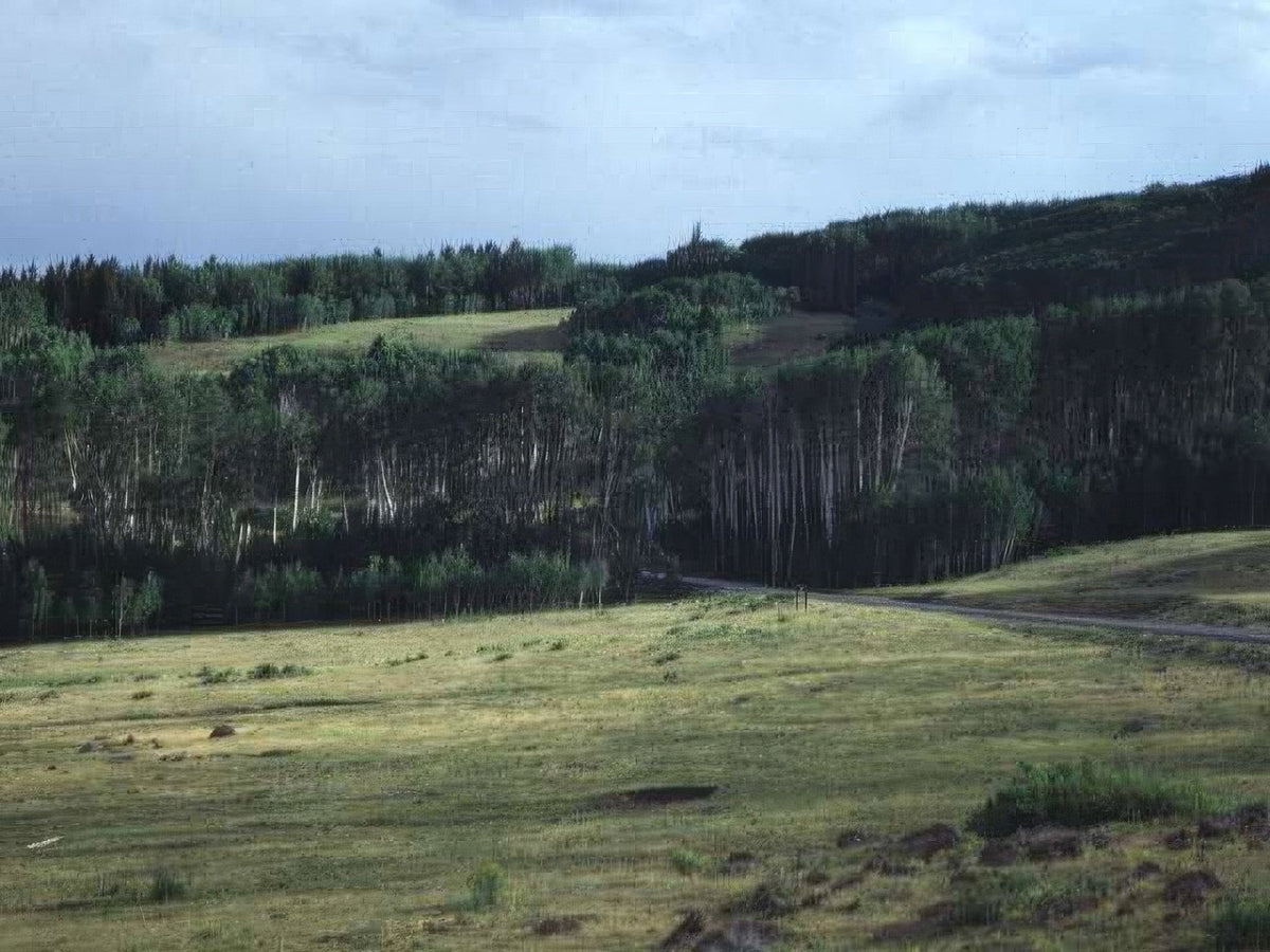 Landscape Aspen Grove Colorado A4 Photo Print