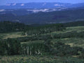 Landscape Aspen Grove Elkridge A4 Photo Print