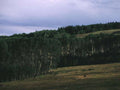 Landscape Aspen Grove Landscape A4 Photo Print