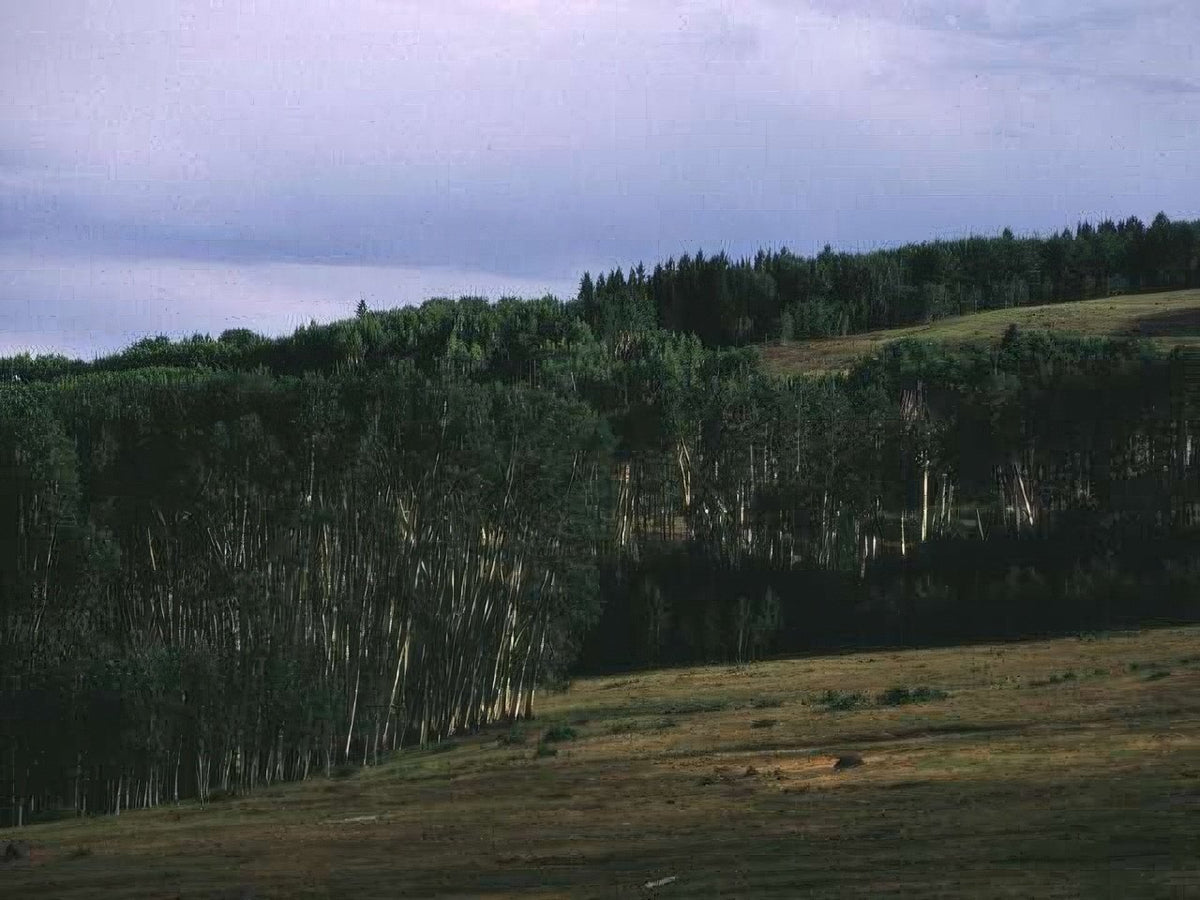 Landscape Aspen Grove Landscape A4 Photo Print