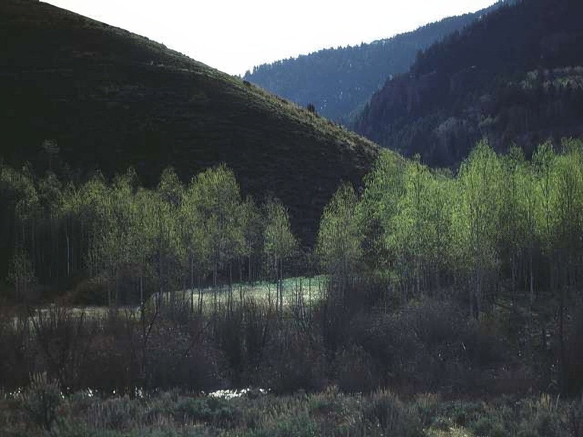 Landscape Aspen Grove Mountains 2 A4 Photo Print