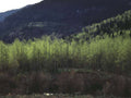 Landscape Aspen Grove Mountains A4 Photo Print