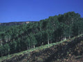 Landscape Aspen Grove Rockies 2 A4 Photo Print