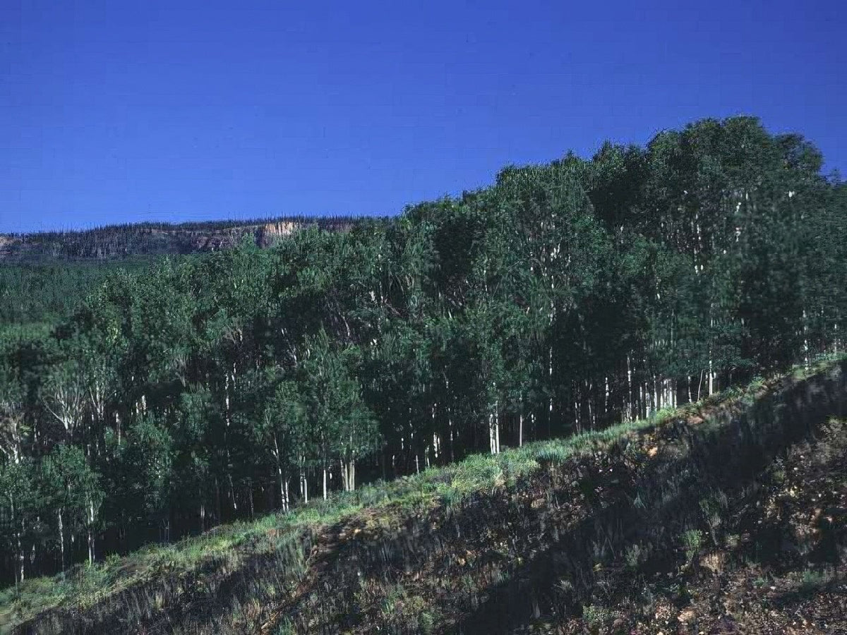 Landscape Aspen Grove Rockies 2 A4 Photo Print