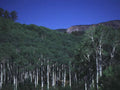 Landscape Aspen Grove Rockies 3 A4 Photo Print