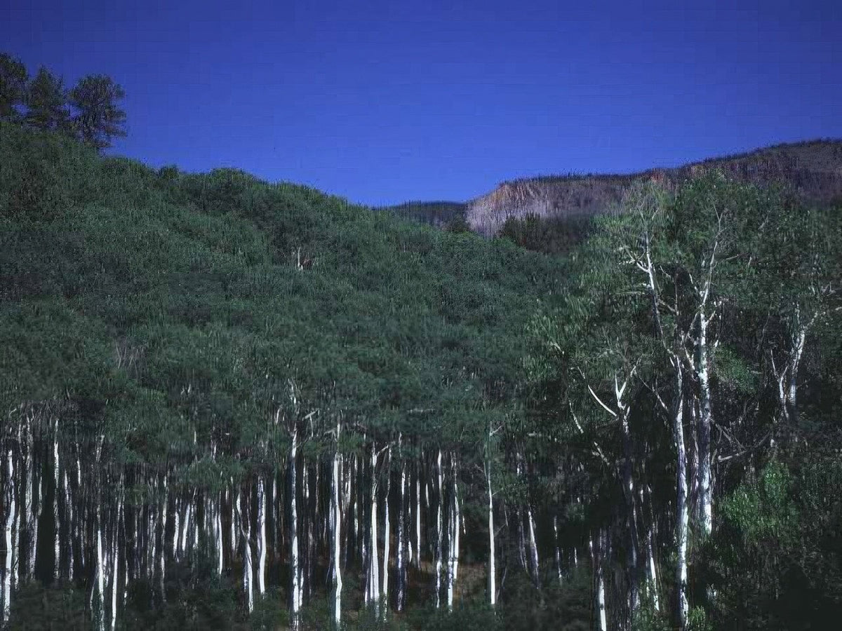 Landscape Aspen Grove Rockies 3 A4 Photo Print