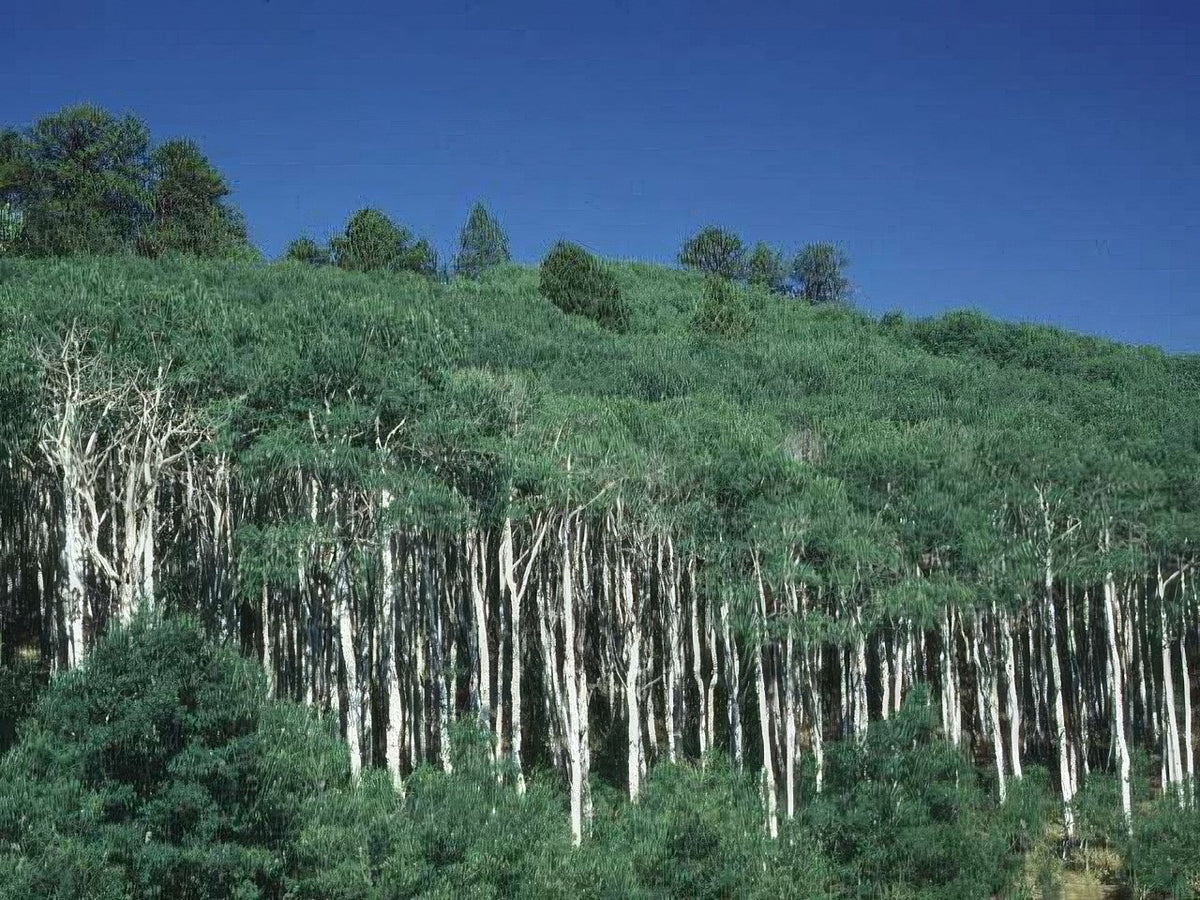 Landscape Aspen Grove Rockies A4 Photo Print