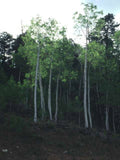 Landscape Aspen Grove Summer A4 Photo Print