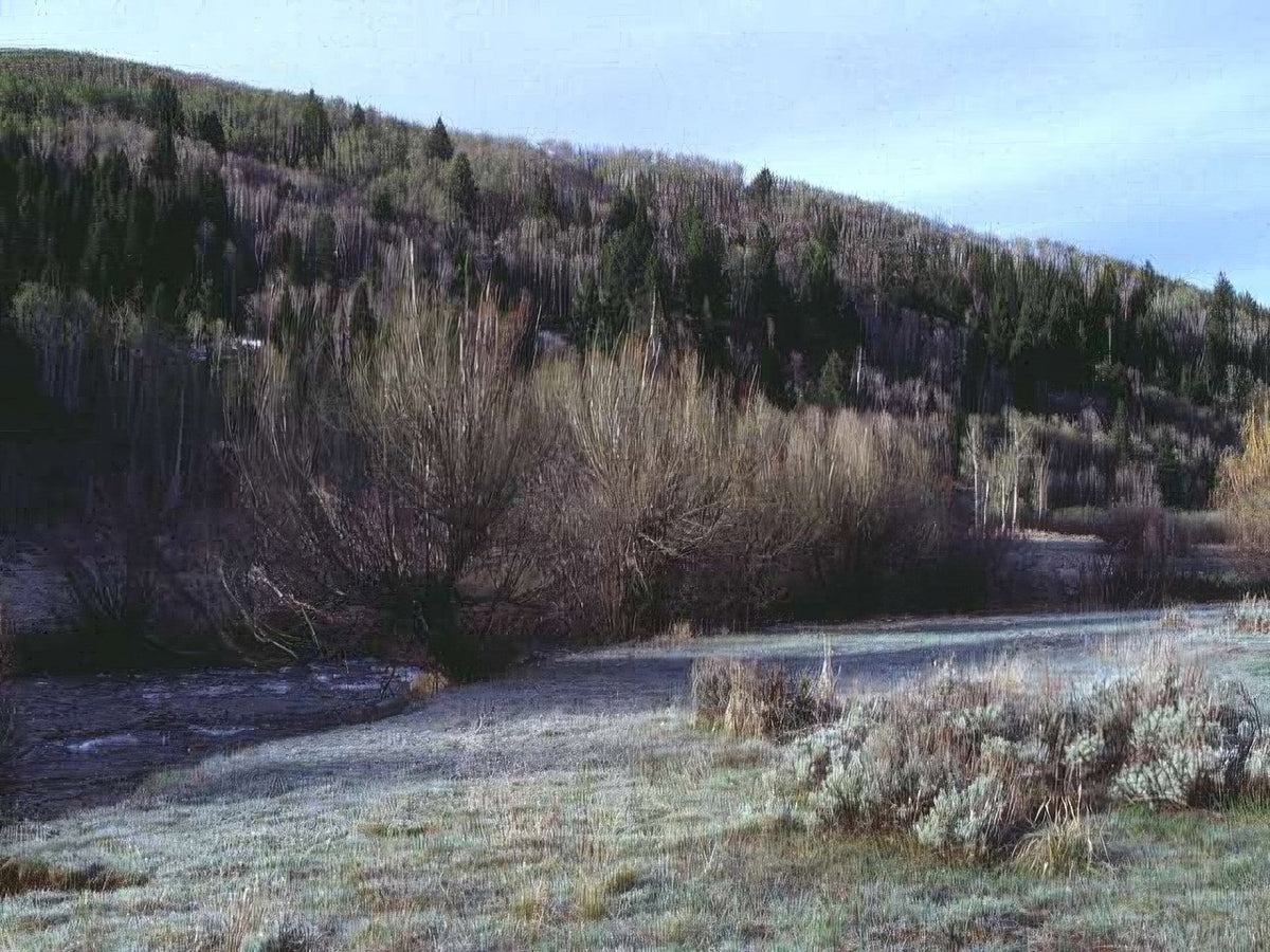 Landscape Aspen Grove Winter 2 A4 Photo Print