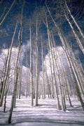 Landscape Aspen Grove Winter 3 A4 Photo Print