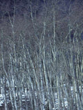 Landscape Aspen Grove Winter A4 Photo Print