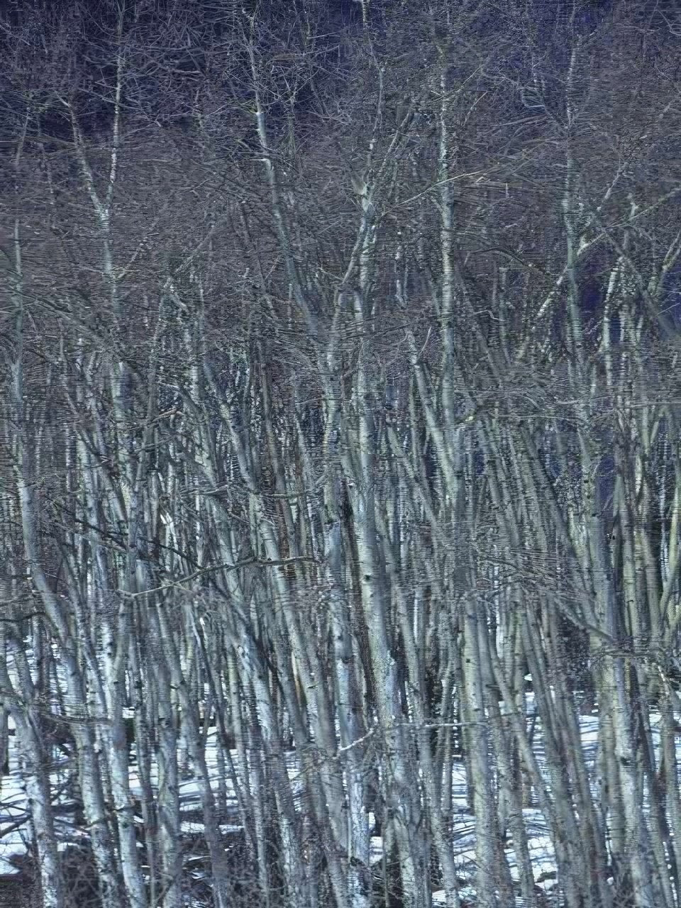 Landscape Aspen Grove Winter A4 Photo Print
