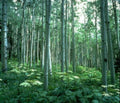 Landscape Aspen Grove Woods A4 Photo Print