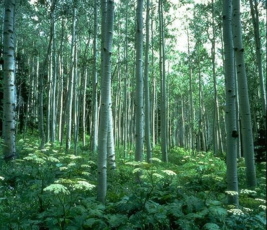 Landscape Aspen Grove Woods A4 Photo Print