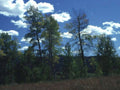 Landscape Aspen Mountains Autumn A4 Photo Print