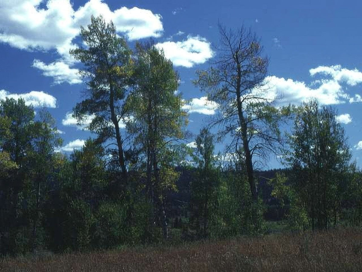 Landscape Aspen Mountains Autumn A4 Photo Print