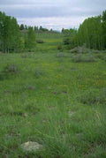 Landscape Aspenmeadowwildflowerscolorado A4 Photo Print