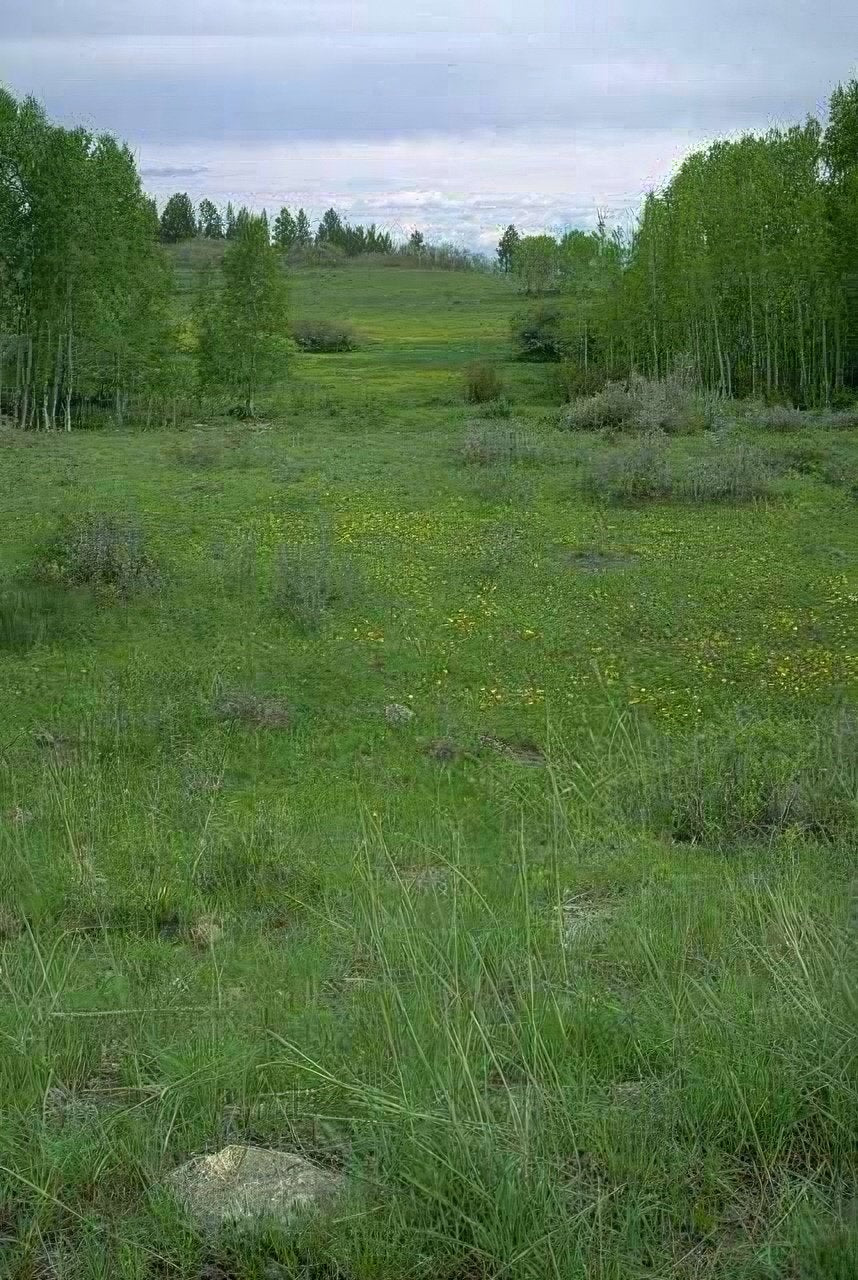 Landscape Aspenmeadowwildflowerscolorado A4 Photo Print