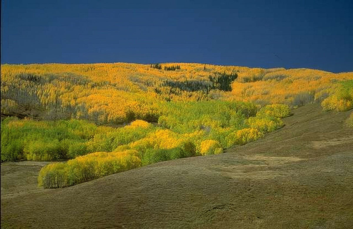 Landscape Autumn Aspen Grove 3 A4 Photo Print