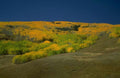 Landscape Autumn Aspen Grove A4 Photo Print